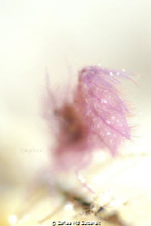 Hairy Shrimp's Eggs by Zaflee Md Suibarek 
